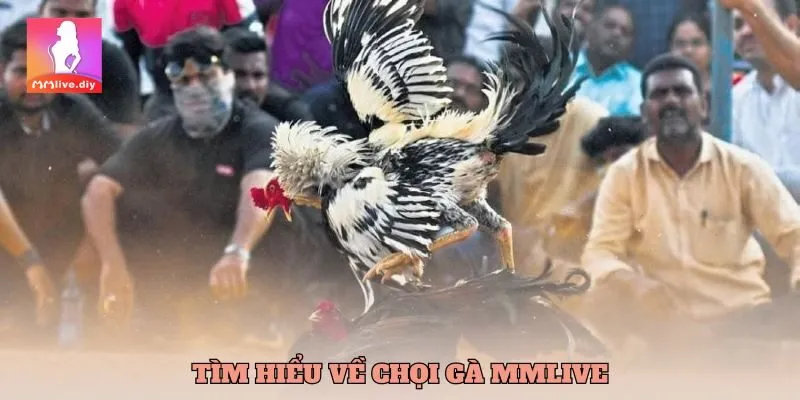 Tìm hiểu chi tiết về chọi gà MMlive